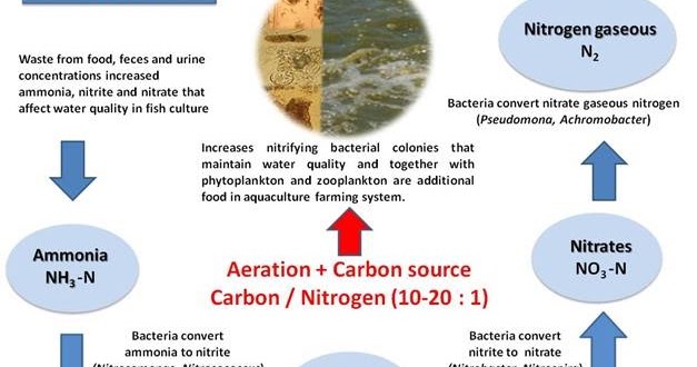 Biofloc Meaning In Hindi - Farm House