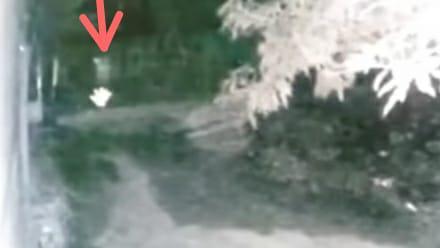 Viral Pocong di Sulsel Dikejar Anjing, Begini Cerita Pemilik CCTV