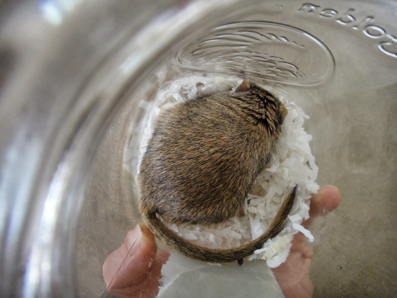The Inspired Toddler Introducing a New Gerbil to an Older One, and