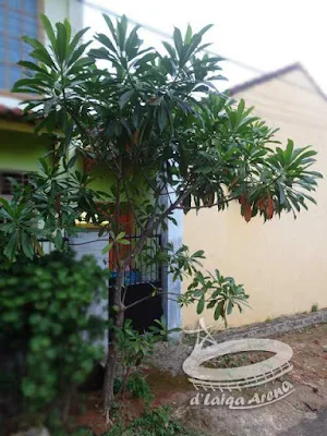 pohon bintaro