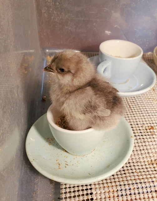 chick sitting in an espresso cup