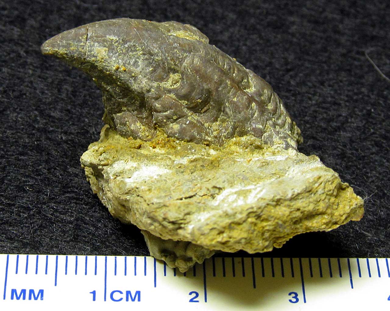 Louisville Fossils and Beyond Platycerid Gastropod Fossil