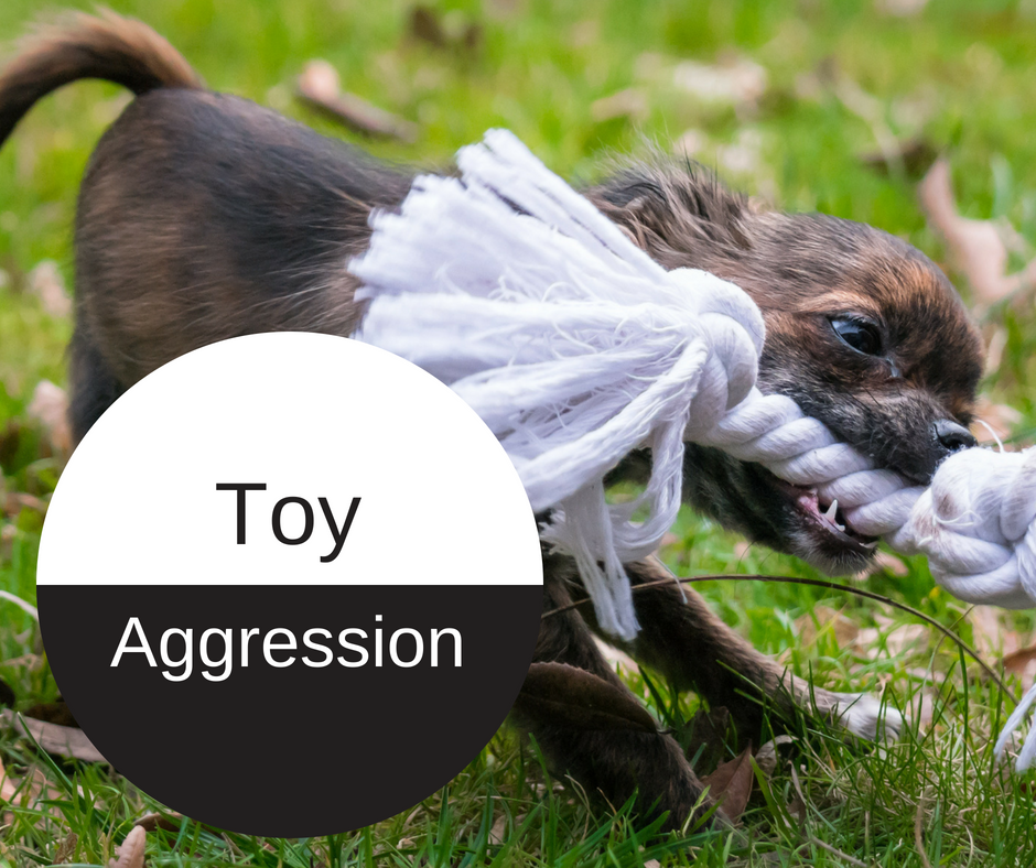 Bark City Doggy Daycare Toy Aggression