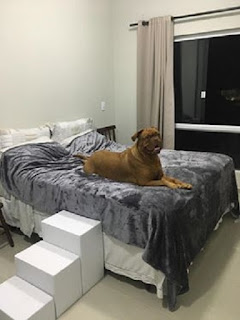 escadas para cães grandes escadas para cães grandes