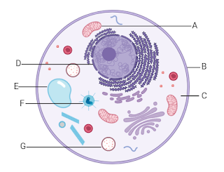 plant-and-animal-cells-to-label