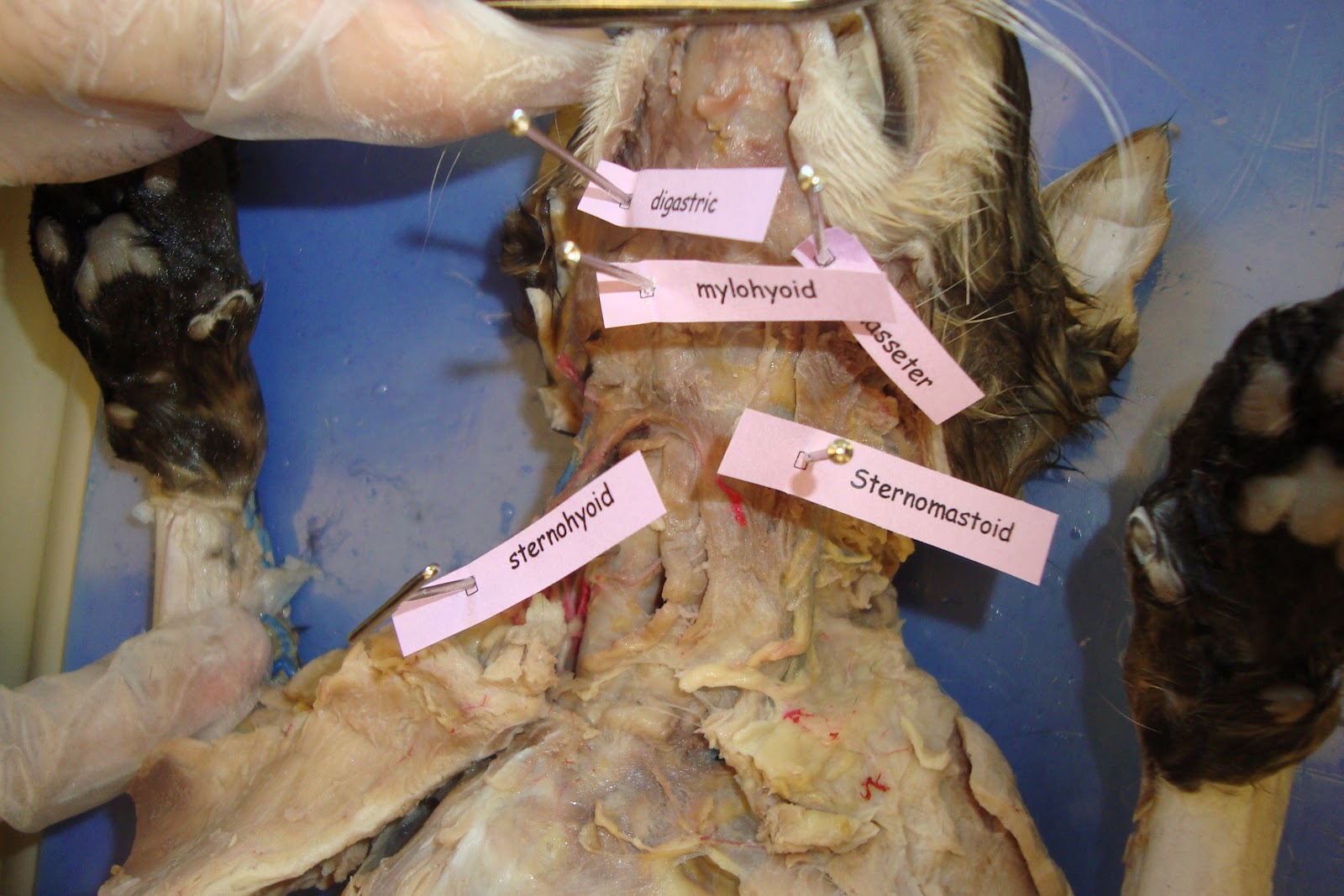 Cat Dissection: Human Anatomy: Head and Neck Labeling