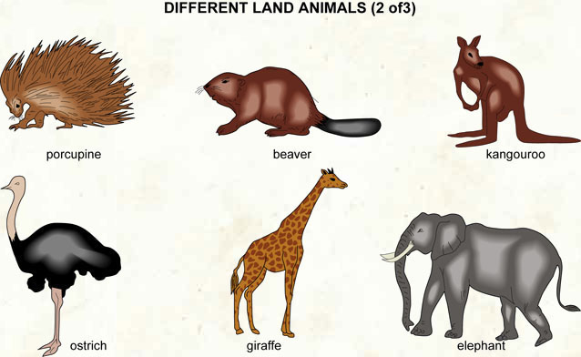 clipart of land animals - photo #48