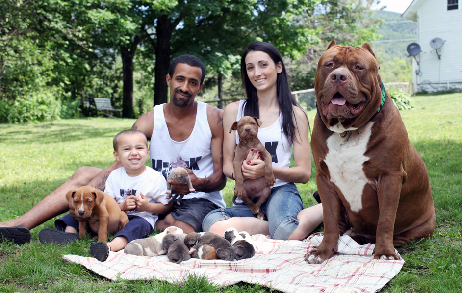 Inilah 7 Fakta Menarik Anjing Pit Bull Waspada Kamu Harus Tahu