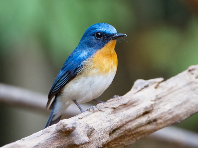 Download Suara Burung Tledekan Ledekan Arie Cellular