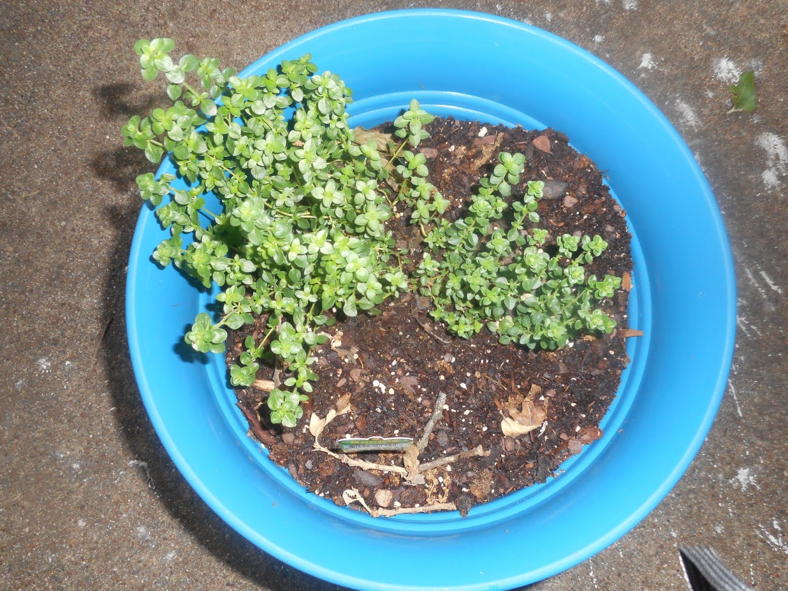 How to Cut Herbs for Cooking