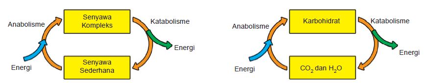 Keterkaitan Metabolisme Anabolisme Dengan Katabolisme Karbohidrat Metabolisme Karbohidrat Lemak Dan Protein Blog Guru Biologi