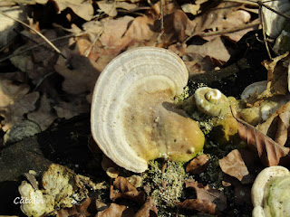 Trametes gibbosa IMG0061