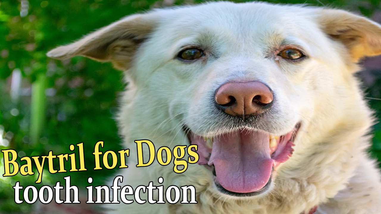Antibiotics For Dogs