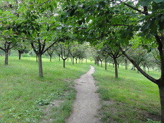 Fruit trees on Petrin Hill (Photo courtesy of Alvin C.)