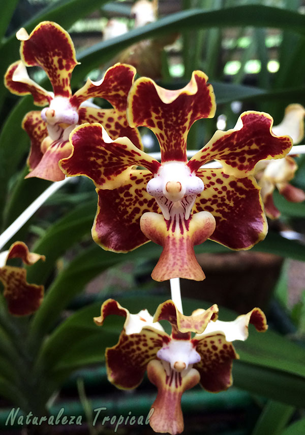 Floración de una orquídea del género Vanda