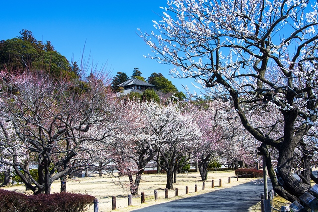 3.000 ameixeiras anunciam a chegada da primavera em Kairakuen, um dos três grandes jardins do Japão Krishna. Foto: Wu/Shutterstock.com