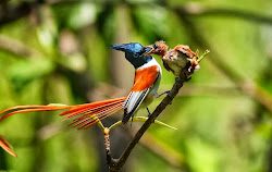 paradise asian flycatcher flycatchers