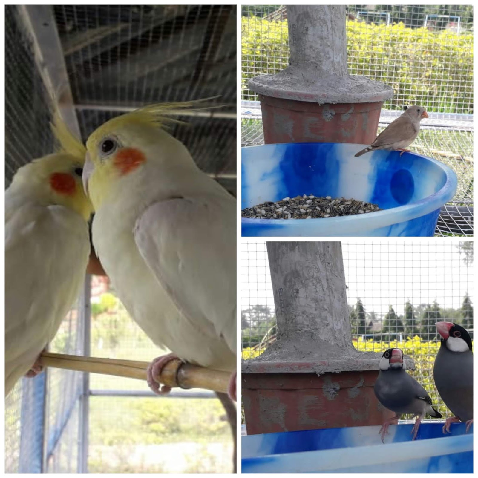 পর্যটকদের মনোরঞ্জনে গোপীবল্লভপুর ইকোপার্কে এল শীতের অতিথি 2 পর্যটকদের মনোরঞ্জনে গোপীবল্লভপুর ইকোপার্কে এল শীতের অতিথি