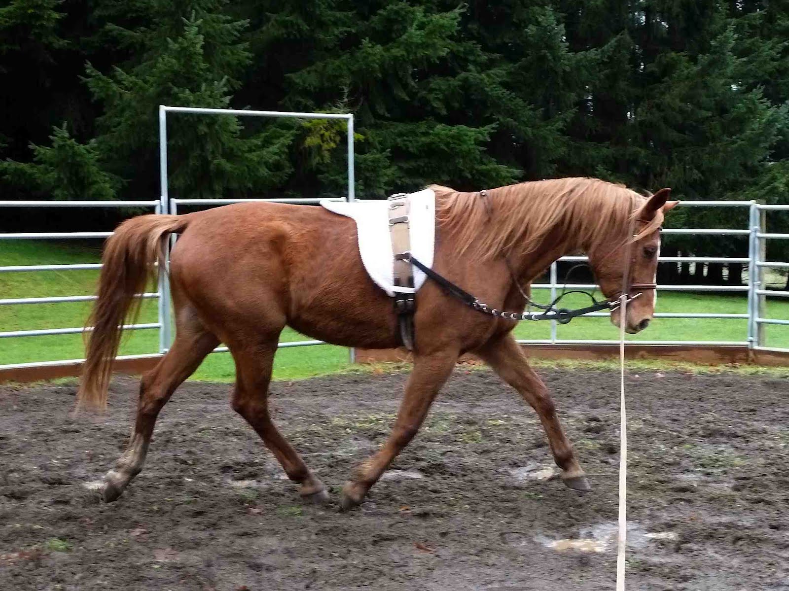 Dances With Horses Tracking up