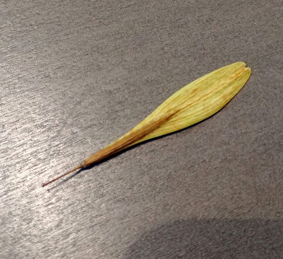 The Continued Journey Tree Poop