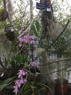 , Mostre primaverili: Horti di Veio e Monteporzio catone 2017, diarid'orchidee