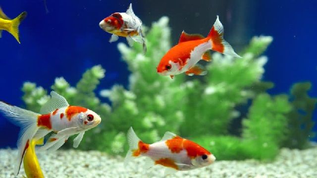 Gambar Ikan Dalam Aquarium Yang Cantik Dan Terindah Infoikan Com