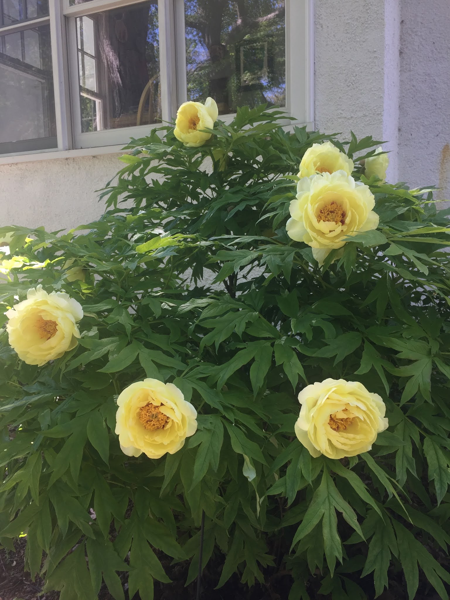 The Phytophactor Friday Fabulous Flower yellow tree peony