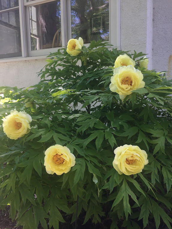 The Phytophactor Friday Fabulous Flower yellow tree peony