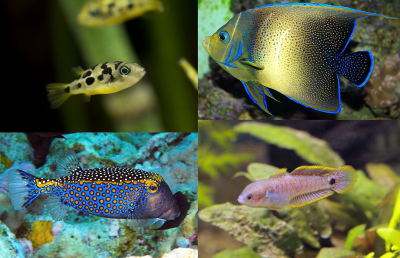 Seahorse Aquariums Galway Shop New Freshwater & Marine Delivery 23rd of April