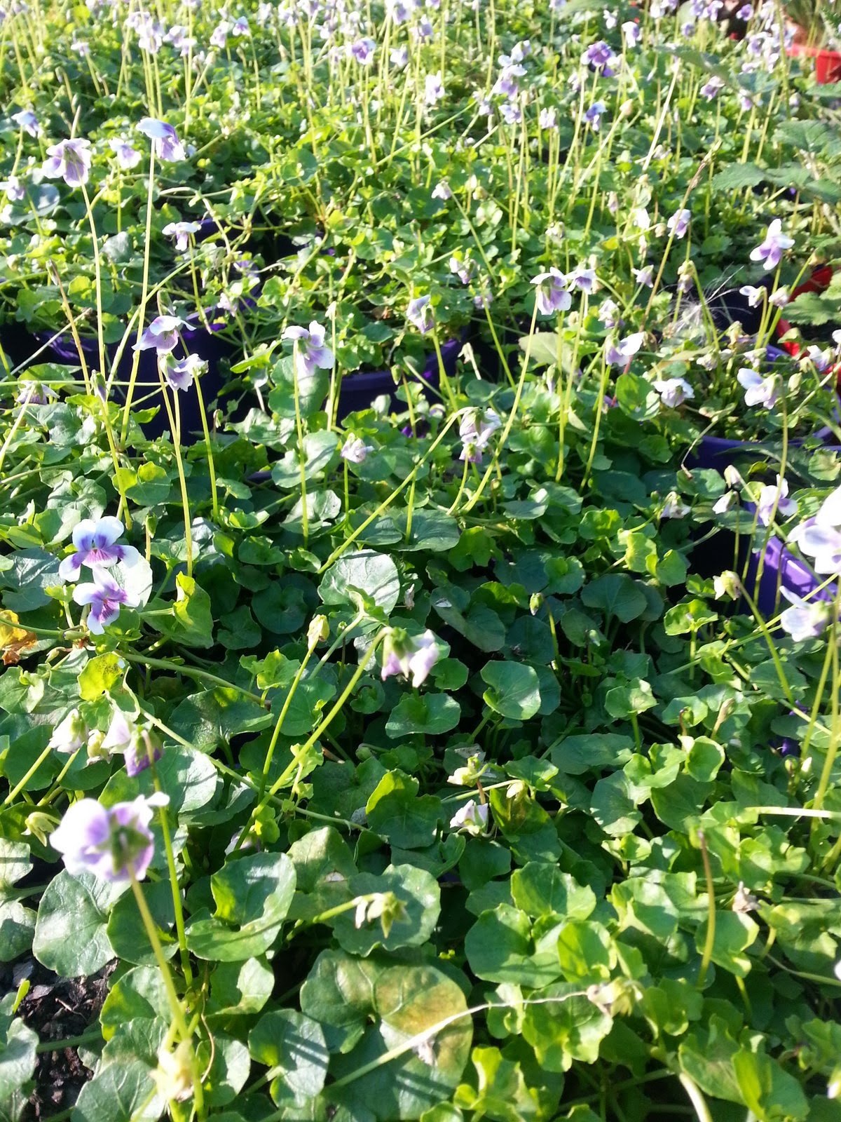 Gondwana Nursery NATIVE VIOLETS LOOKING GREAT THIS WEEK