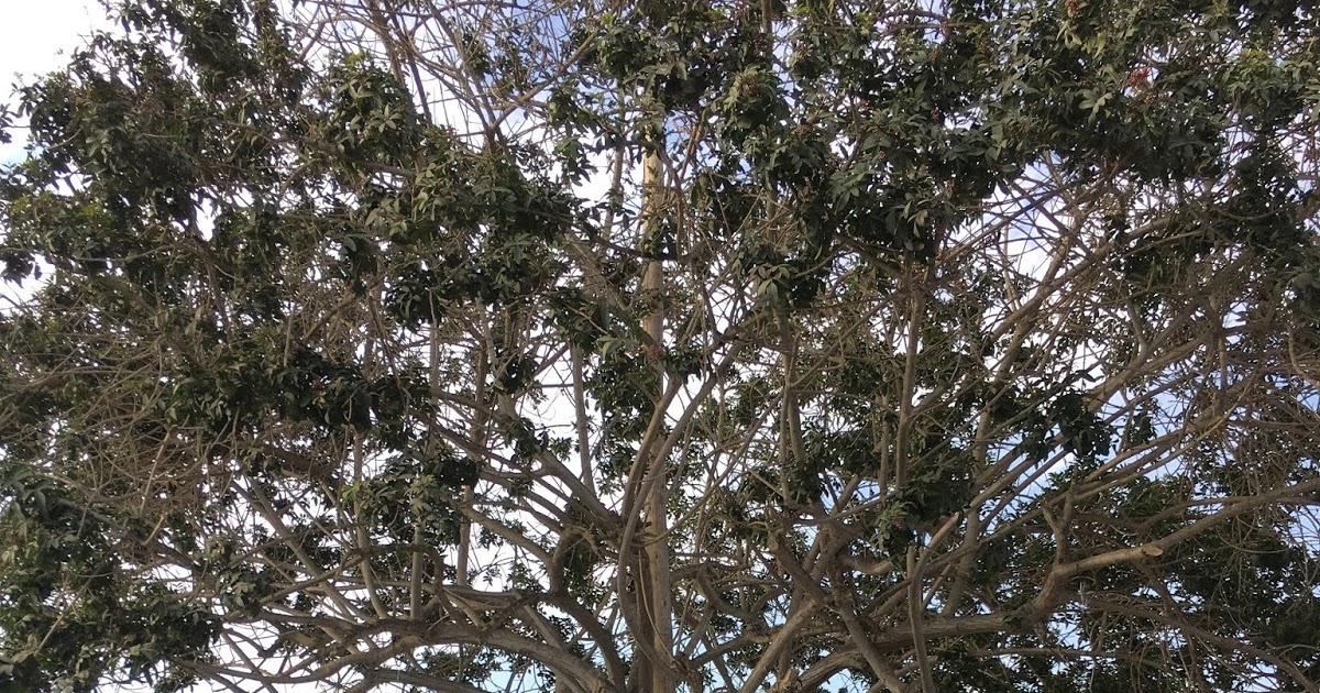 basenwilopreis: Hacienda San José