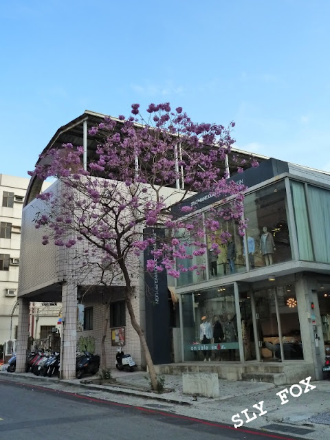 台南市樹林街紫花風鈴木