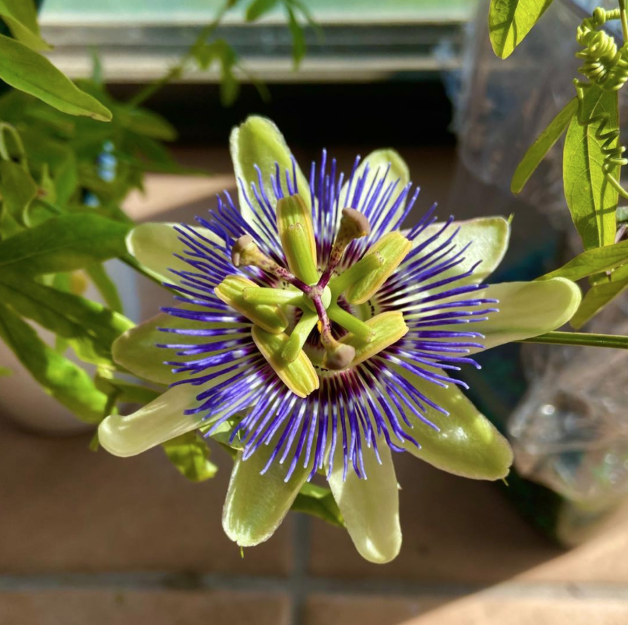 High Altitude Gardening