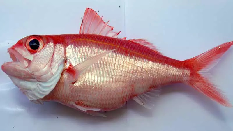 jenis Ikan Kakap Ratu