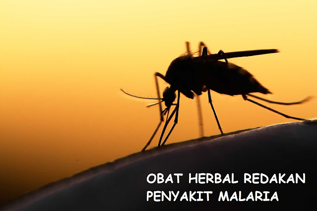 Penyakit Malaria