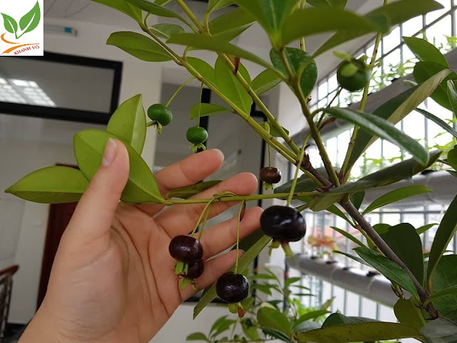 Thú nuôi, cây cảnh: Cherry brazil, siêu dinh dưỡng nên tậu về trồng. Cherry-trong-chau