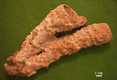 porifera | mukhlisin