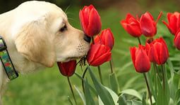 Цветочный гороскоп для собак