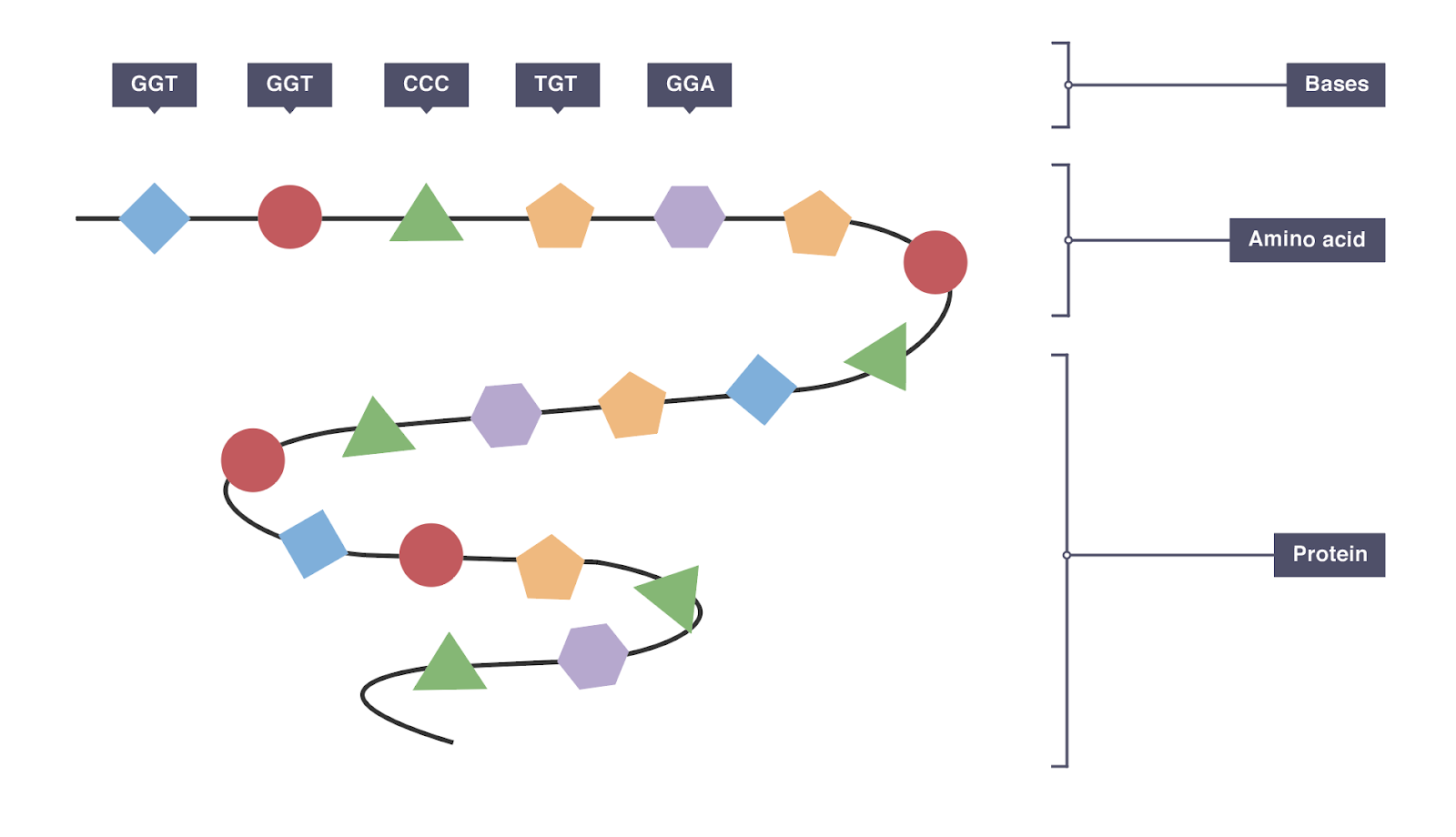 IGCSE Biology 2017 3.35B Understand How a Change in DNA can Affect the Phenotype by Altering
