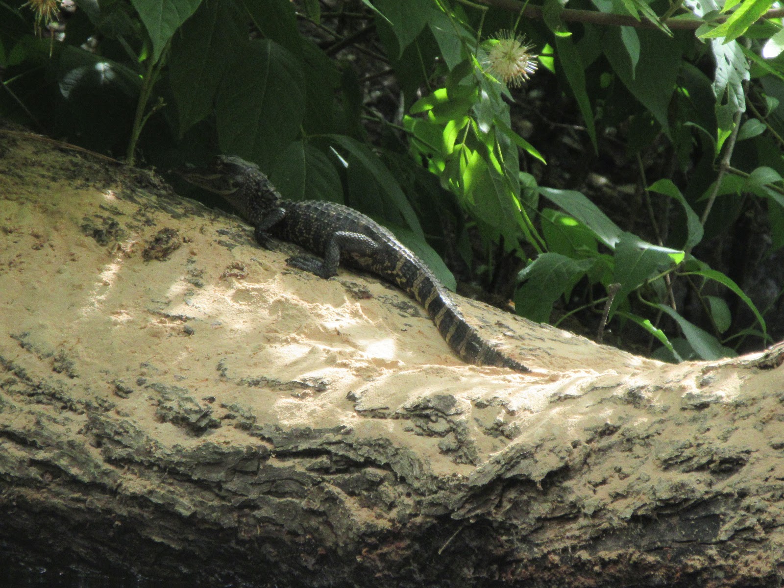 Dave's Yak Tales Blackwater Creek