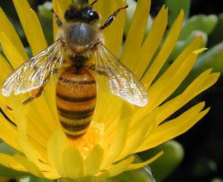 ABEJA Foto de la abeja