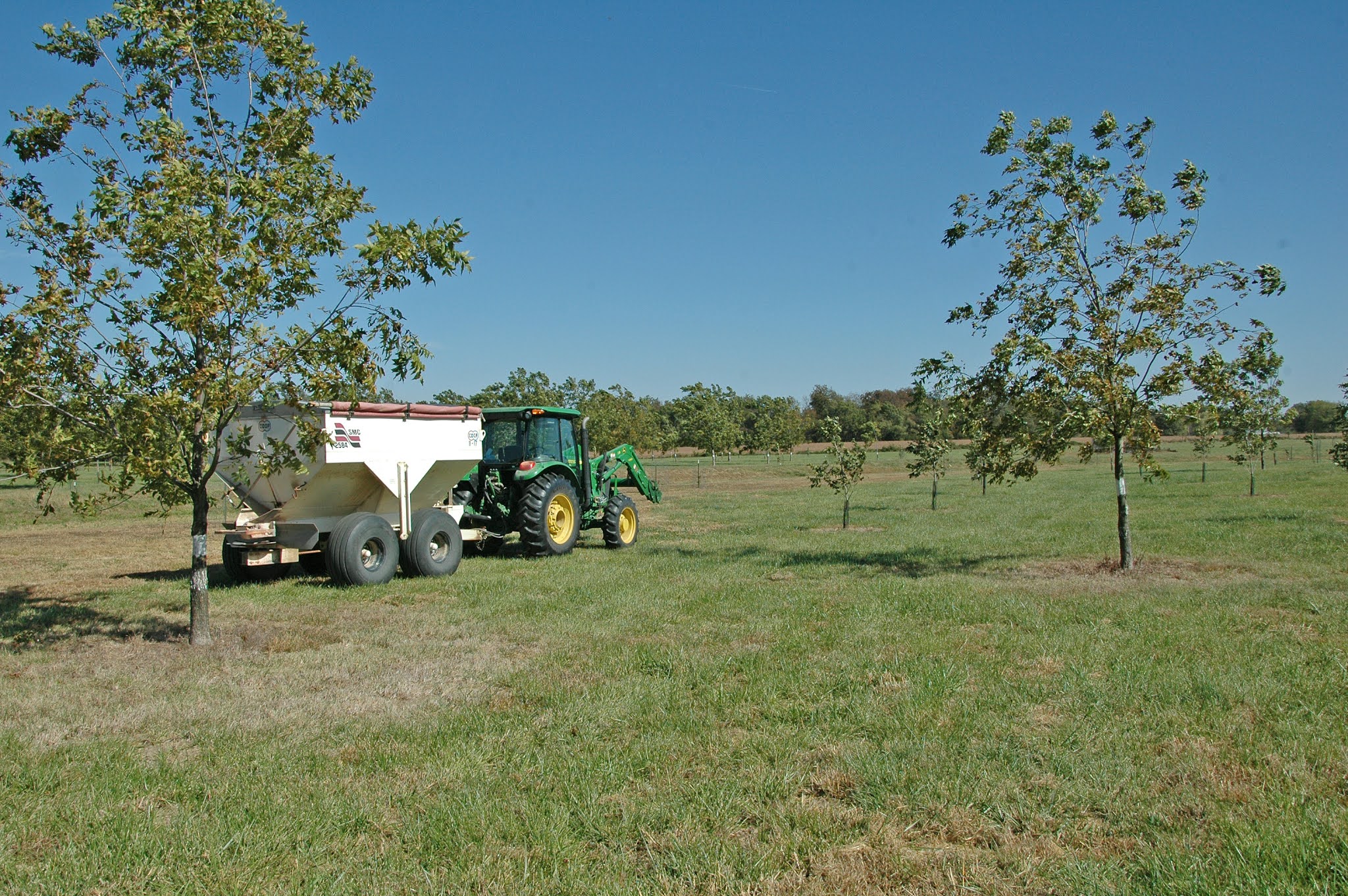 Northern Pecans Fertilizing pecan trees in the Fall