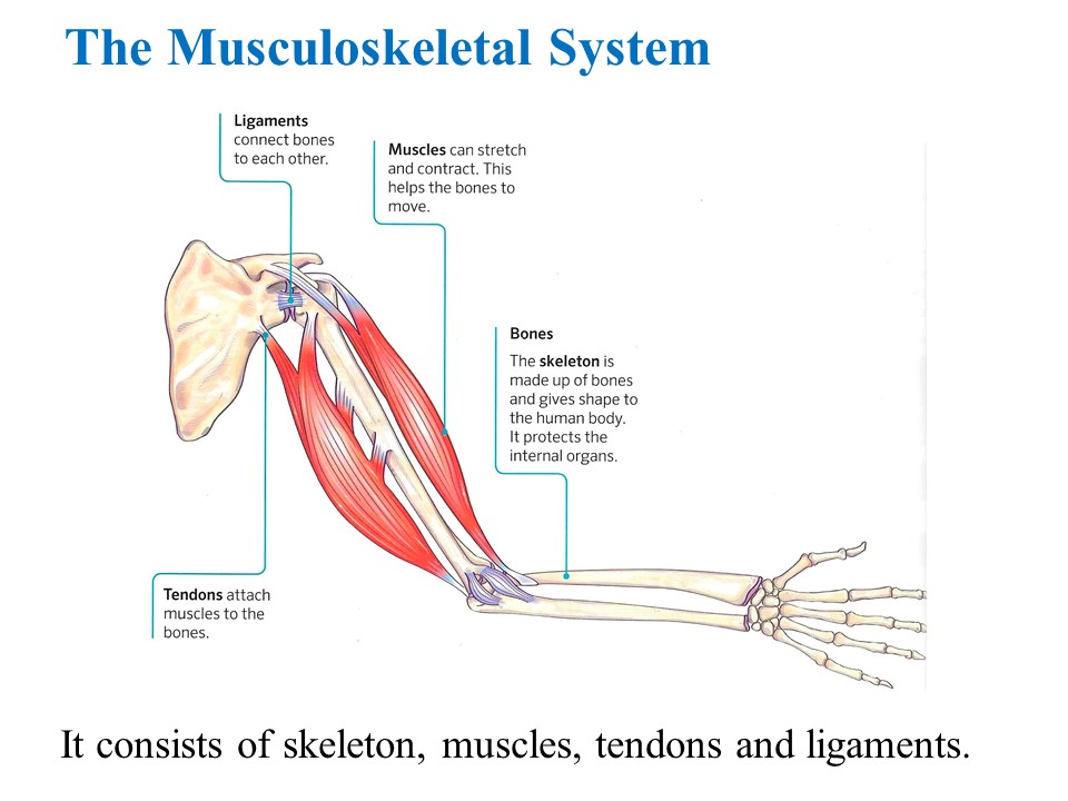 Chronicles from outerspace: The musculoskeletal System