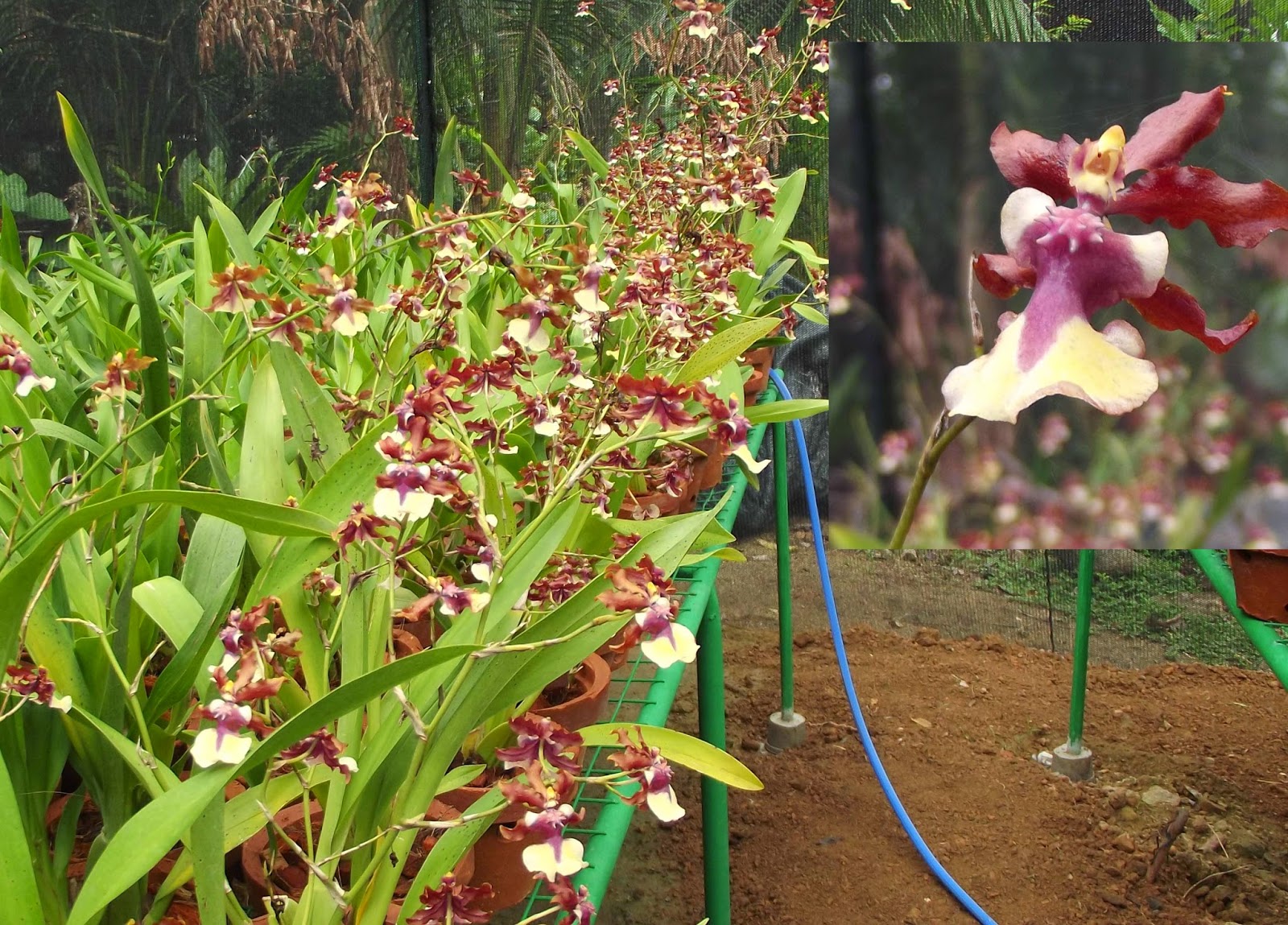 The Ceylon Times Sri Lankan orchid