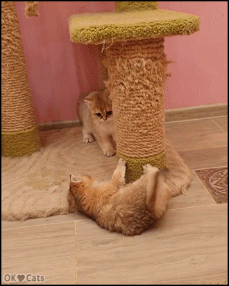 Cute Cat GIF • 2 adorable kittens playing, fighting, climbing scratching pole. They're so happy [cat-gifs.com]