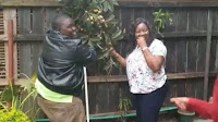 Shock as RAILA’s wife, IDA ODINGA, is caught on tape red-handed stealing her neighbours fruits with another man-Is this the Canaan that RAILA promised us? Look! (Video) ids - Shock as RAILA’s wife, IDA ODINGA, is caught on tape red-handed stealing her neighbours fruits with another man-Is this the Canaan that RAILA promised us? Look! (Video)