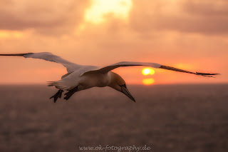 Basstölpel Sonnenuntergang Helgoland Nikon Wildlife Olaf Kerber