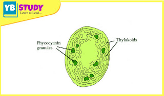 Cyanobacteria : Defination, Structure, Appearance, Importance, FAQs