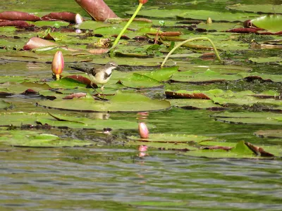 Birds of Uganda Photos: Cape Wagtail