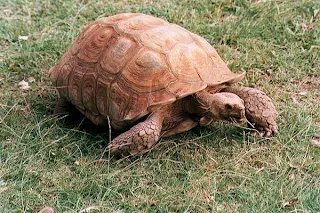 How the tortoise became bald African Folktale